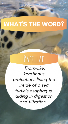 Papillae